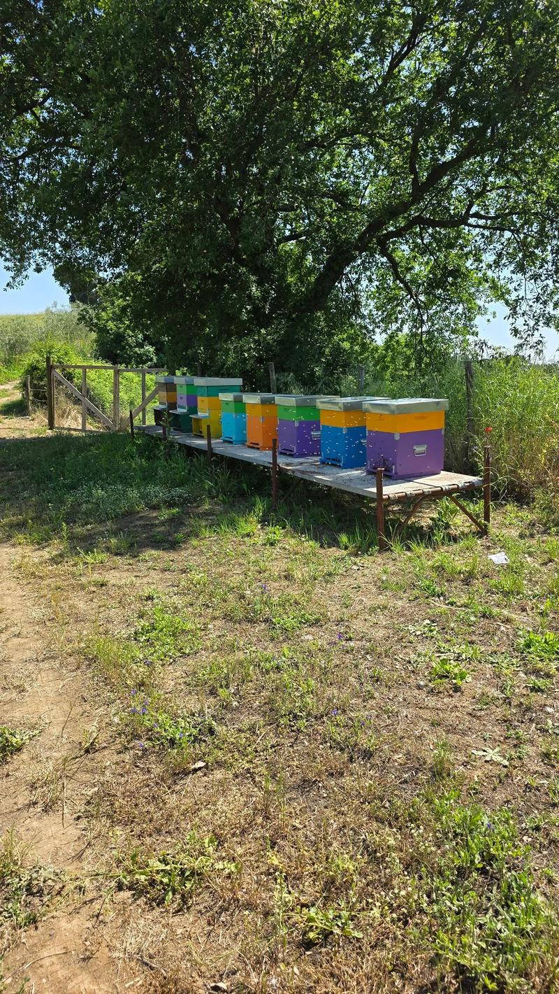 Vista dell'apiario