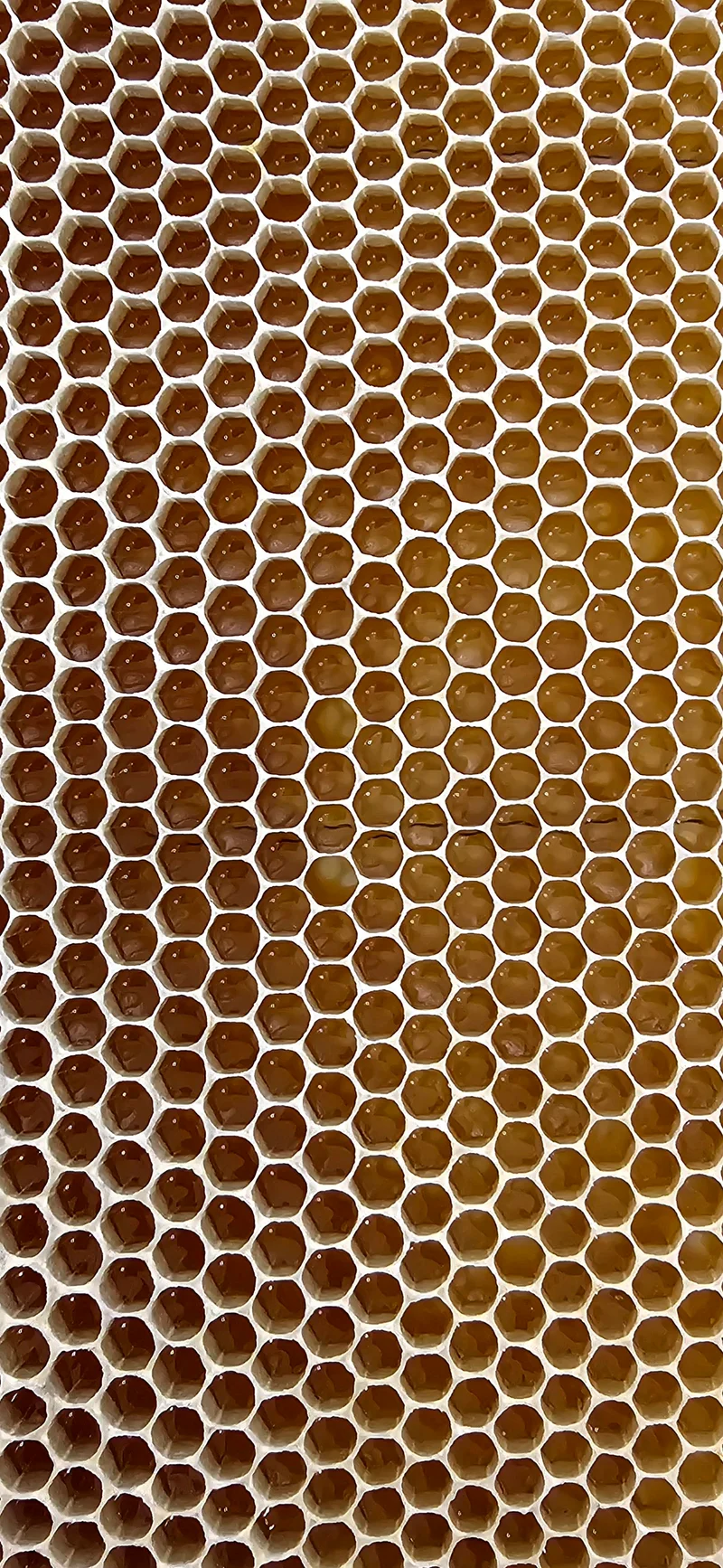 Favo di miele dorato